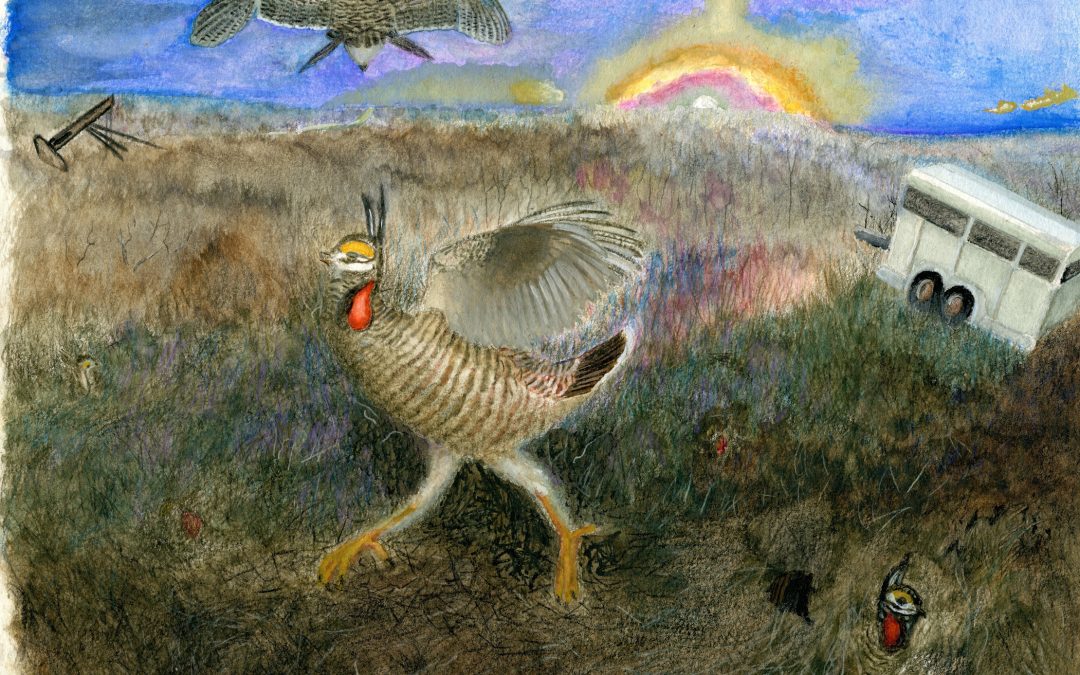 Lesser Prairie Chicken — Dawn